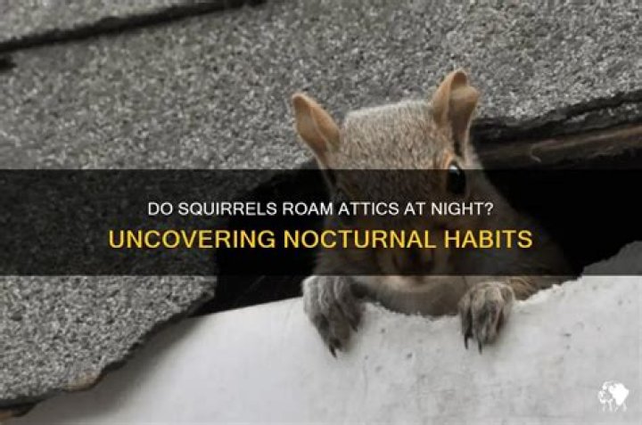 Are squirrels active at night in attics?