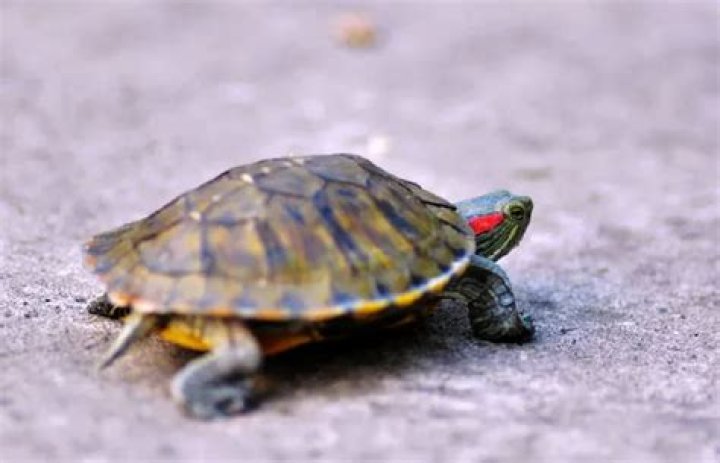 Are turtles deaf?