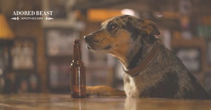 Can a dog have beer?