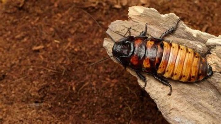 Do roaches hiss?