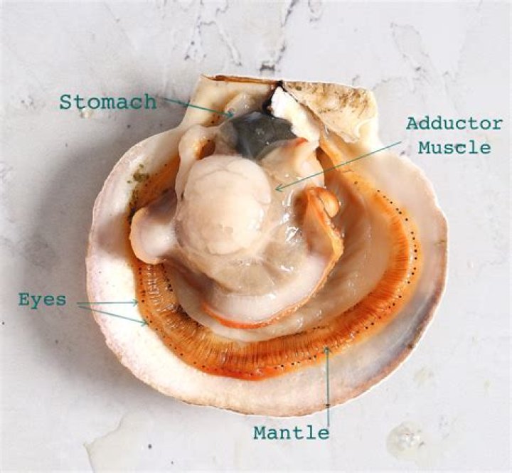 Do scallops have mercury?