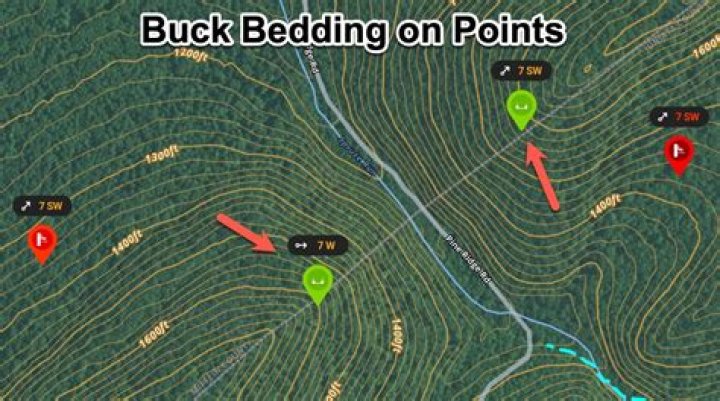 How can you tell where a buck is bedding?