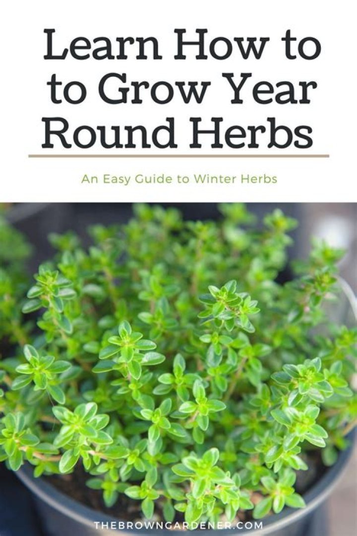 How do you keep herbs growing year round?