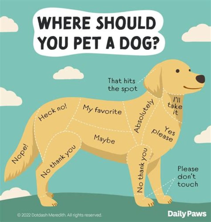 What can dogs tell by smelling you?