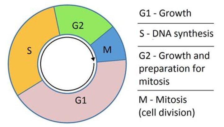 What is G1 G2 and S?