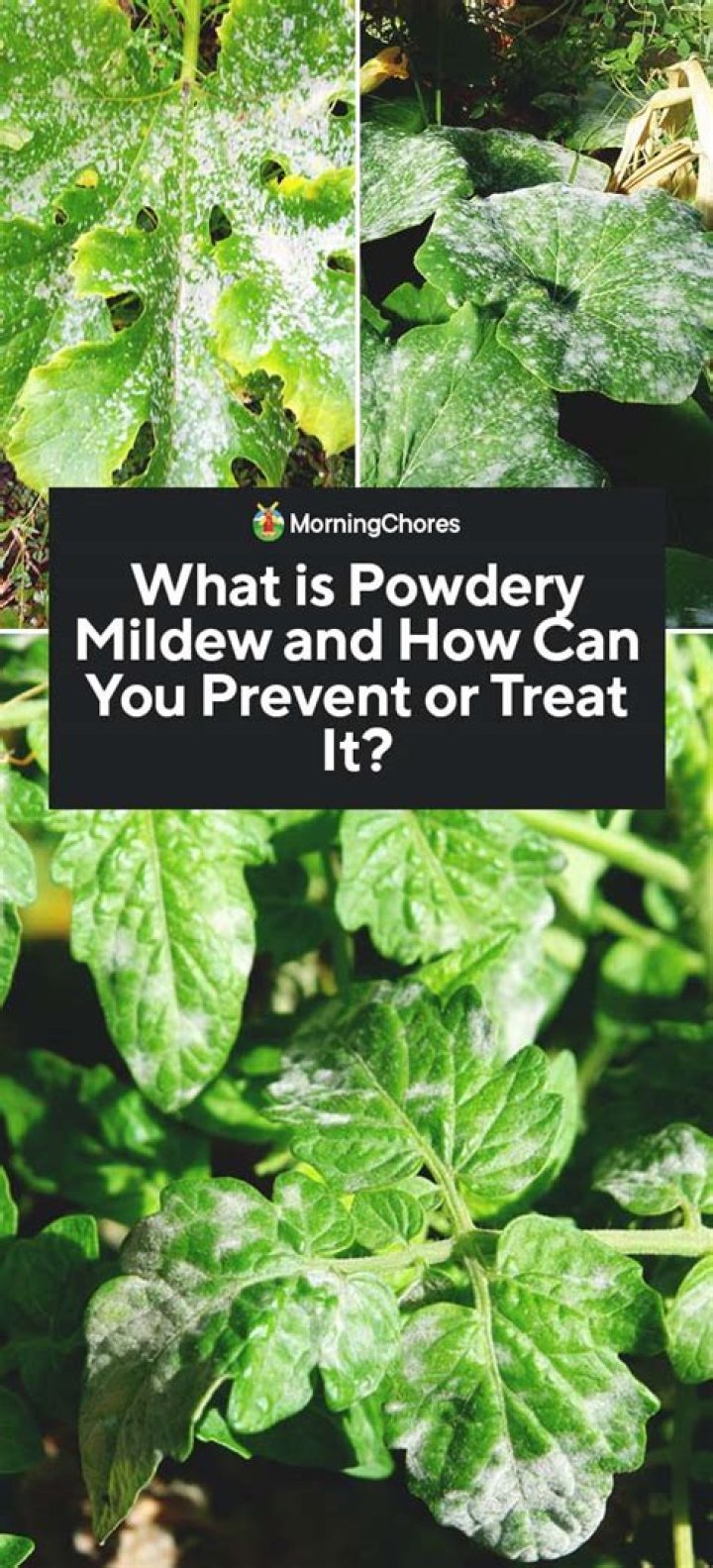 What is powdery mildew caused by?