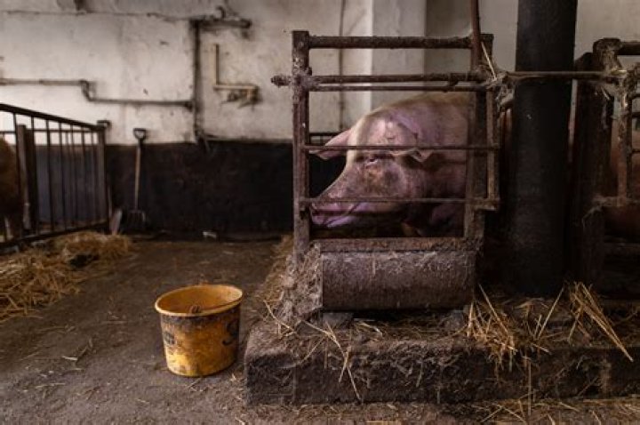 Which is smarter a pig or a dog?