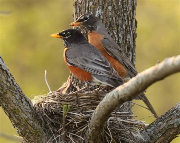 Why do robins sing so early?